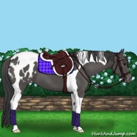 Horse Color:Black Tobiano Appaloosa 