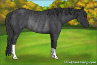 Horse Color:Black Rabicano 