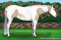 Horse Color:Bay Dun Splash Tobiano 