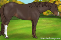 Horse Color:Liver Chestnut 