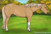Horse Color:Palomino