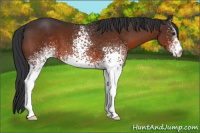 Horse Color:White Spotted Brown 