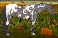 Horse Color:White Spotted Grullo Tobiano Blanket