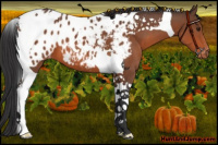 Horse Color:Bay Tobiano Near Leopard