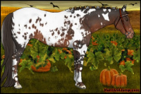 Horse Color:White Spotted Liver Chestnut Tobiano Appaloosa 