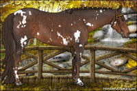 Horse Color:White Spotted Liver Chestnut
