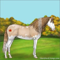Horse Color:Chestnut Pearl Splash