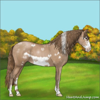 Horse Color:Black Pearl Frame Appaloosa 