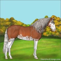 Horse Color:Silver Bay Splash 