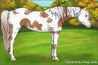 Horse Color:Chestnut Splash Tobiano 