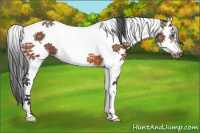 Horse Color:Bay Splash Tobiano Frame 