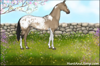 Horse Color:Gray Brown Dun Tobiano Appaloosa Rabicano 