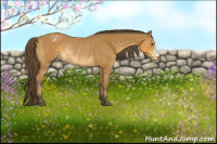 Horse Color:Buckskin Appaloosa Rabicano