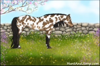 Horse Color:Gray Buckskin Dun Sabino Appaloosa Rabicano 