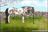 Horse Color:Bay Dun Sabino Tobiano Near Leopard