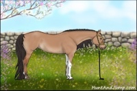 Horse Color:Brown Dun Tobiano 