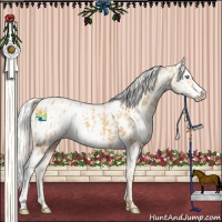 Horse Color:Gold Cream Champagne Appaloosa and Cremello Sabino Appaloosa