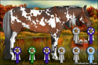 Horse Color:White Spotted Brown Appaloosa 