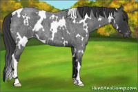 Horse Color:White Spotted Blue Roan Appaloosa