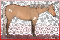 Horse Color:Silver Bay Dun Rabicano 