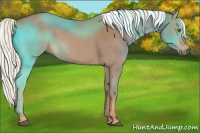 Horse Color:Chestnut Rabicano 