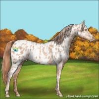 Horse Color:Gold Champagne Appaloosa  and Gold Champagne Appaloosa 