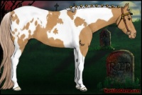 Horse Color:Palomino Tobiano Blanket 