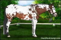 Horse Color:Bay Splash Tobiano Appaloosa