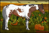 Horse Color:Bay Tobiano Blanket 