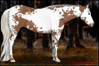 Horse Color:Chestnut Splash Tobiano