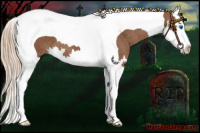 Horse Color:Chestnut Splash Tobiano