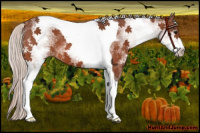 Horse Color:White Spotted Silver Bay Tobiano 