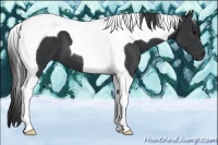 Horse Color:Black Tobiano