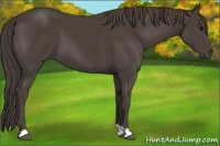 Horse Color:Smoky Black