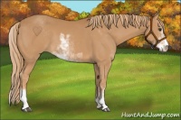 Horse Color:Chestnut Sabino