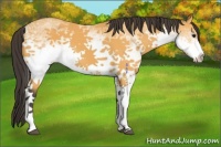 Horse Color:White Spotted Buckskin 