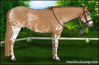 Horse Color:White Spotted Chestnut 