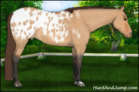 Horse Color:Bay Roan Dun Appaloosa 