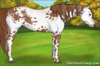 Horse Color:White Spotted Chestnut 