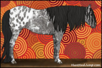 Horse Color:Gray Black Ice Appaloosa 