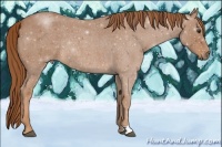 Horse Color:Red Roan Rabicano