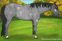 Horse Color:Blue Roan 