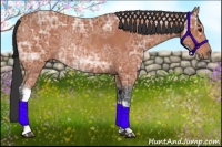 Horse Color:Bay Ice Rabicano 