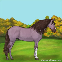 Horse Color:Liver Red Dun 