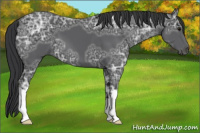 Horse Color:Black Ice 