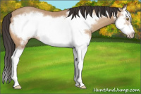 Horse Color:Amber Champagne Splash Frame 