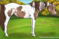 Horse Color:White Spotted Liver Chestnut Tobiano