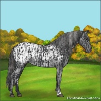 Horse Color:Black and Black Appaloosa