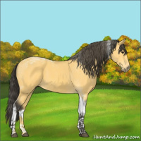 Horse Color:Buckskin Tobiano 