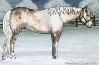 Horse Color:White Spotted Liver Red Dun Onyx Rabicano 